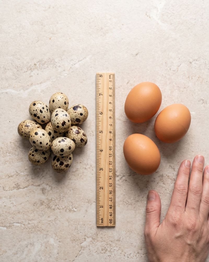 Overhead comparison of small speckled quail eggs next to larger brown chicken eggs on a stone countertop